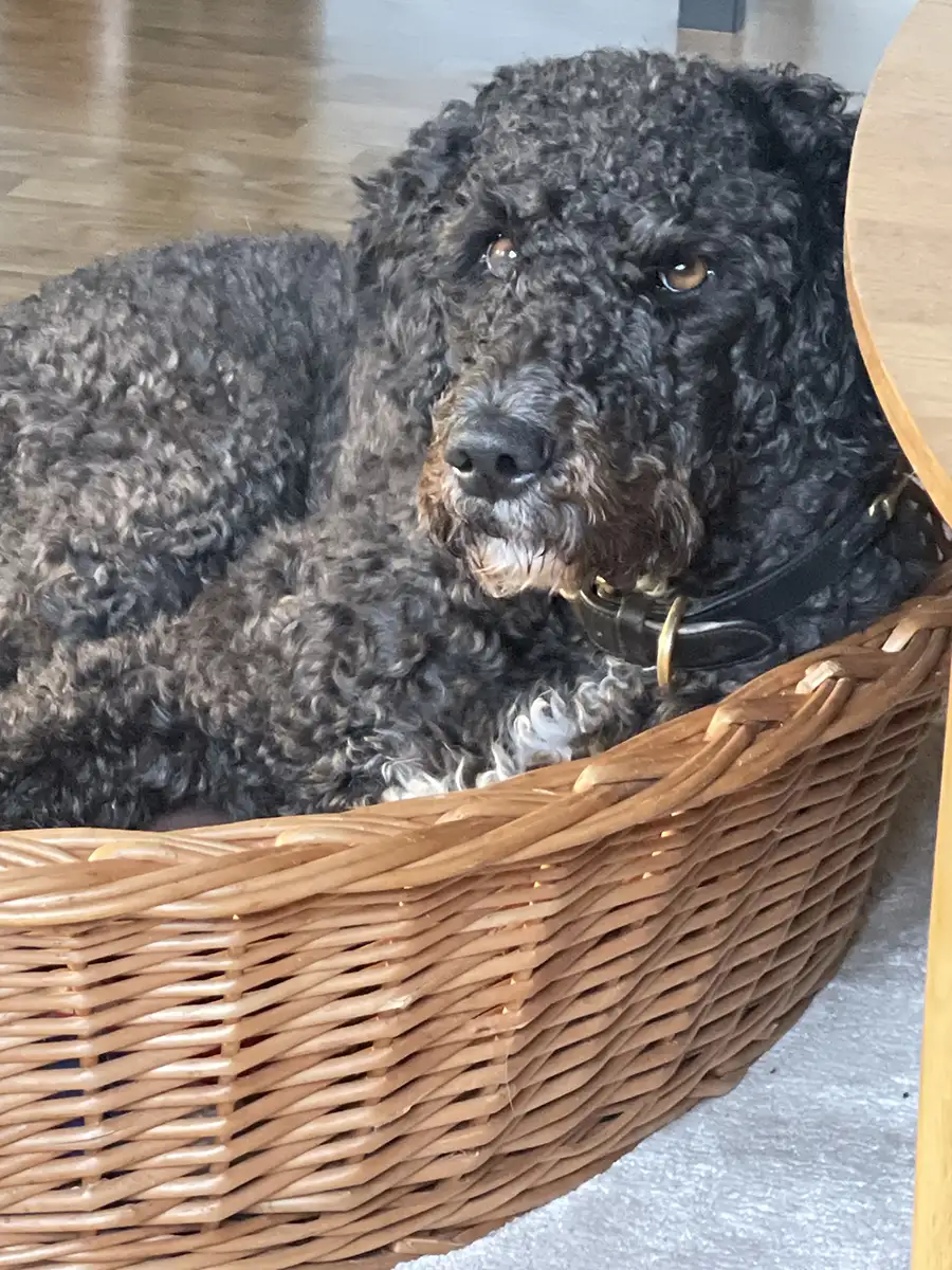 magda-västergårdens-labradoodle---001
