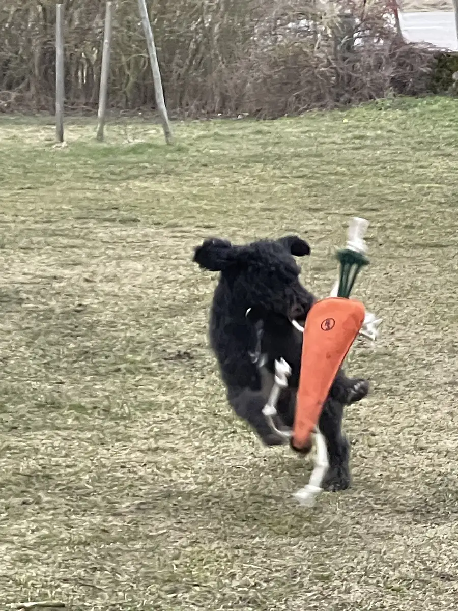 magda-västergårdens-labradoodle---003