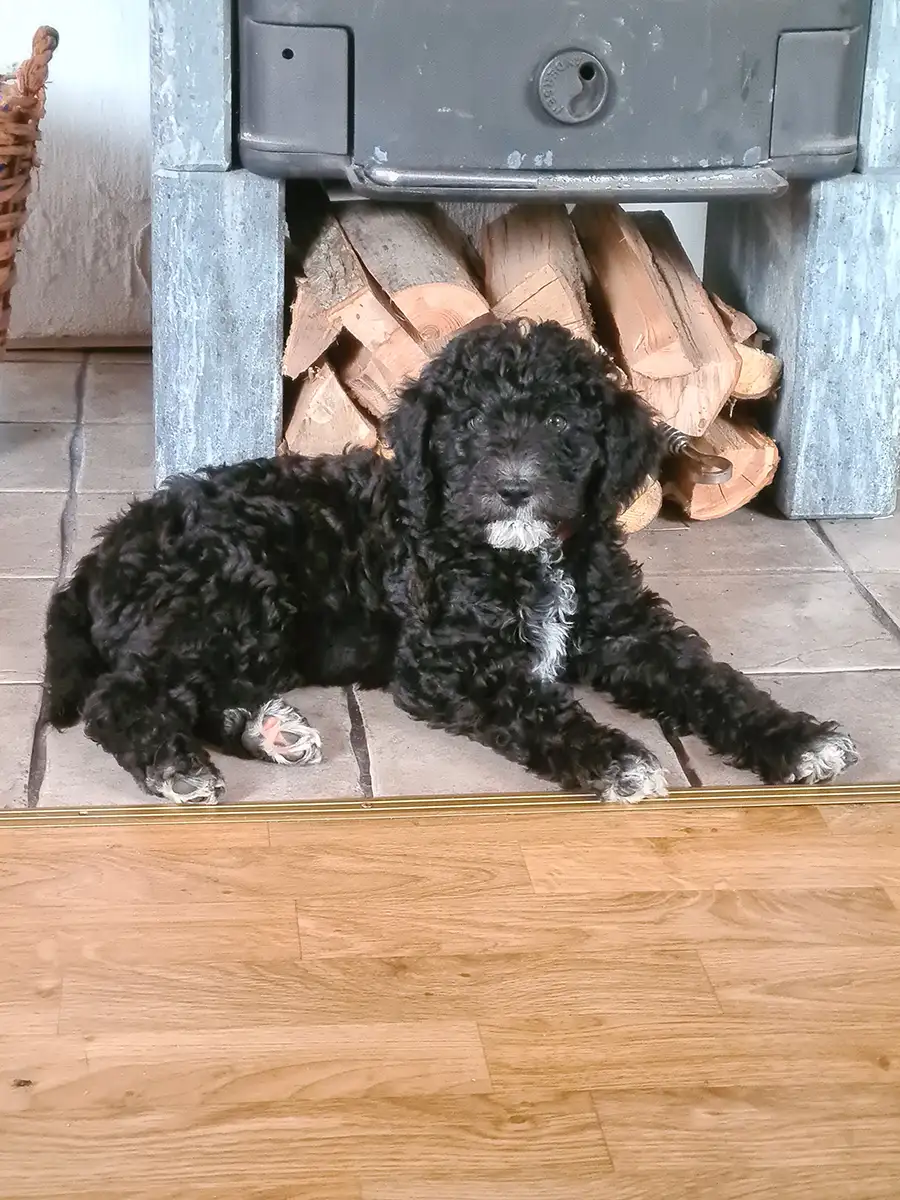 magda-västergårdens-labradoodle---012