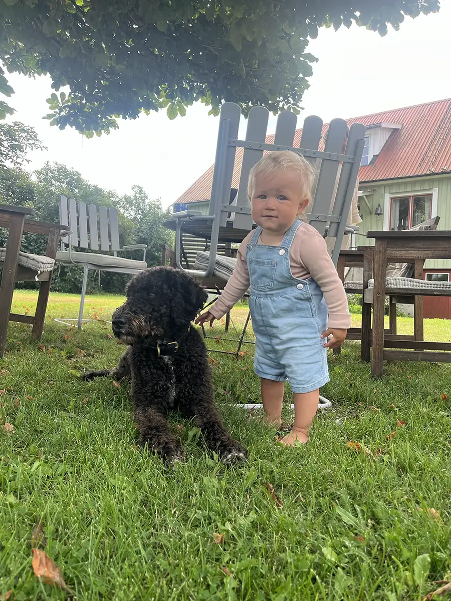 magda-västergårdens-labradoodle---013