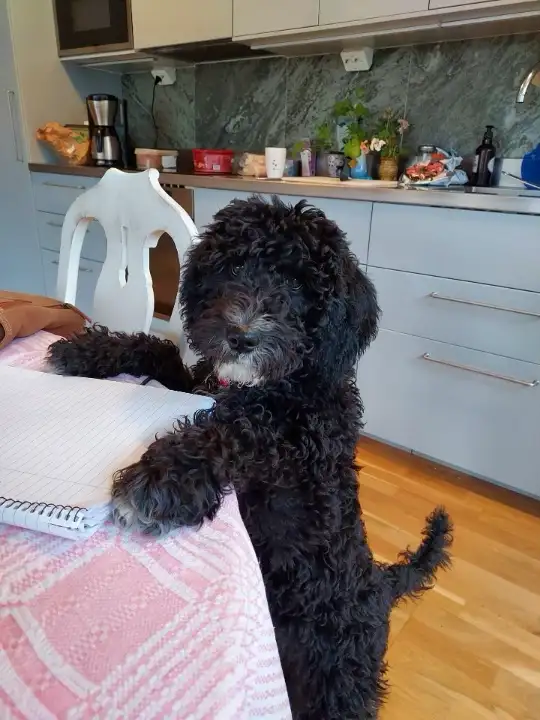 magda-västergårdens-labradoodle---015 (obs lowres)