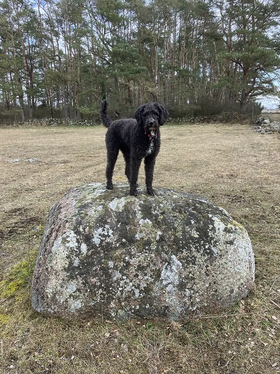 magda-västergårdens-labradoodle---016